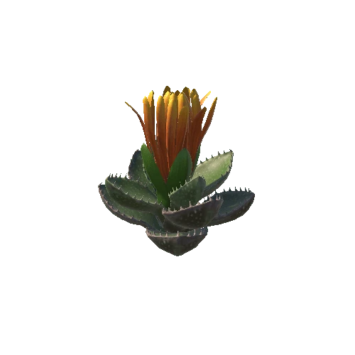 Flower_Faucaria tigrina2 5